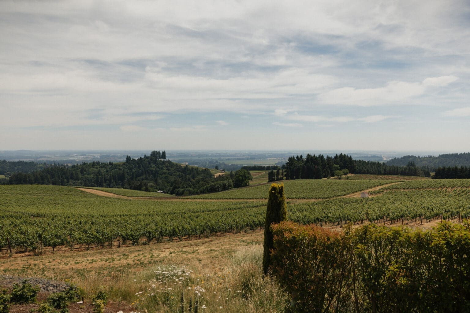 Panoramic vineyard landscape surrounding Black Walnut Inn in Dundee, Oregon on a clear summer afternoon.